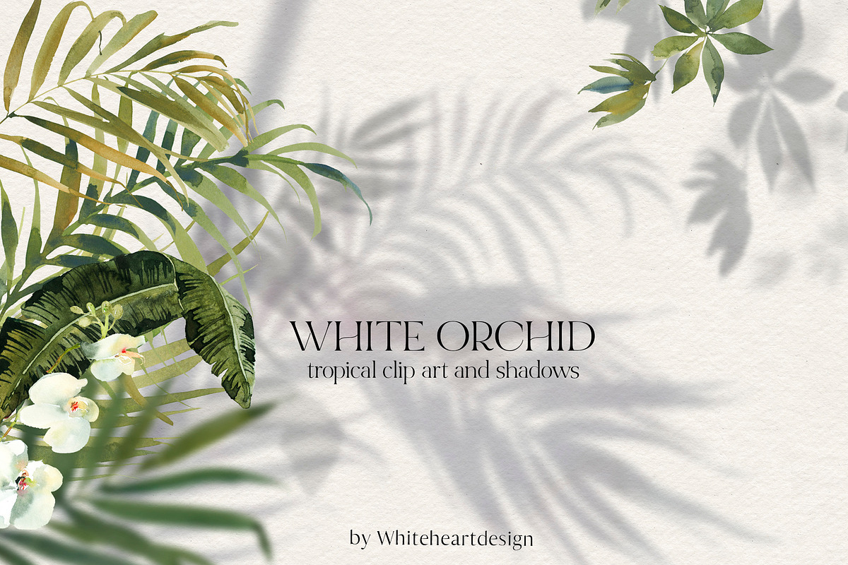 White Orchid Tropic Clipart & Shadow in Illustrations - product preview 8