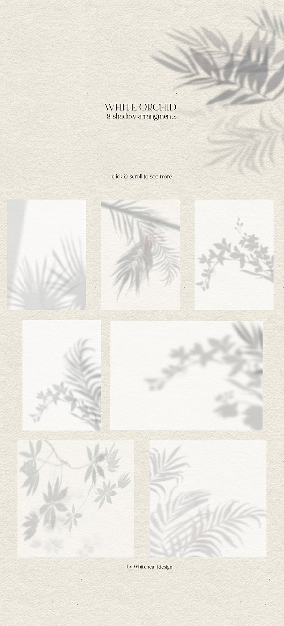 White Orchid Tropic Clipart & Shadow in Illustrations - product preview 5