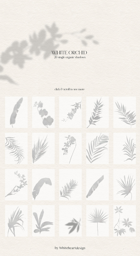 White Orchid Tropic Clipart & Shadow in Illustrations - product preview 6