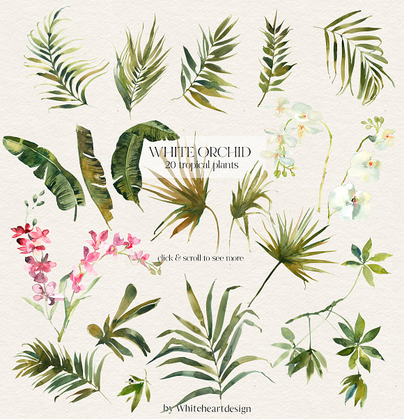 White Orchid Tropic Clipart & Shadow in Illustrations - product preview 13