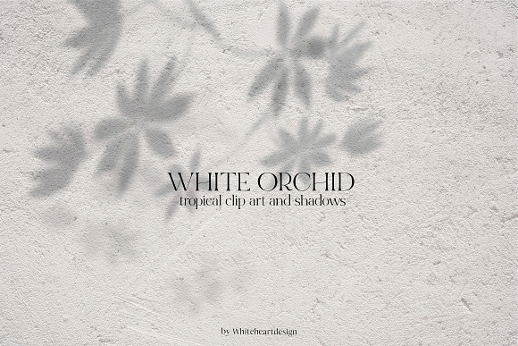 White Orchid Tropic Clipart & Shadow in Illustrations - product preview 15