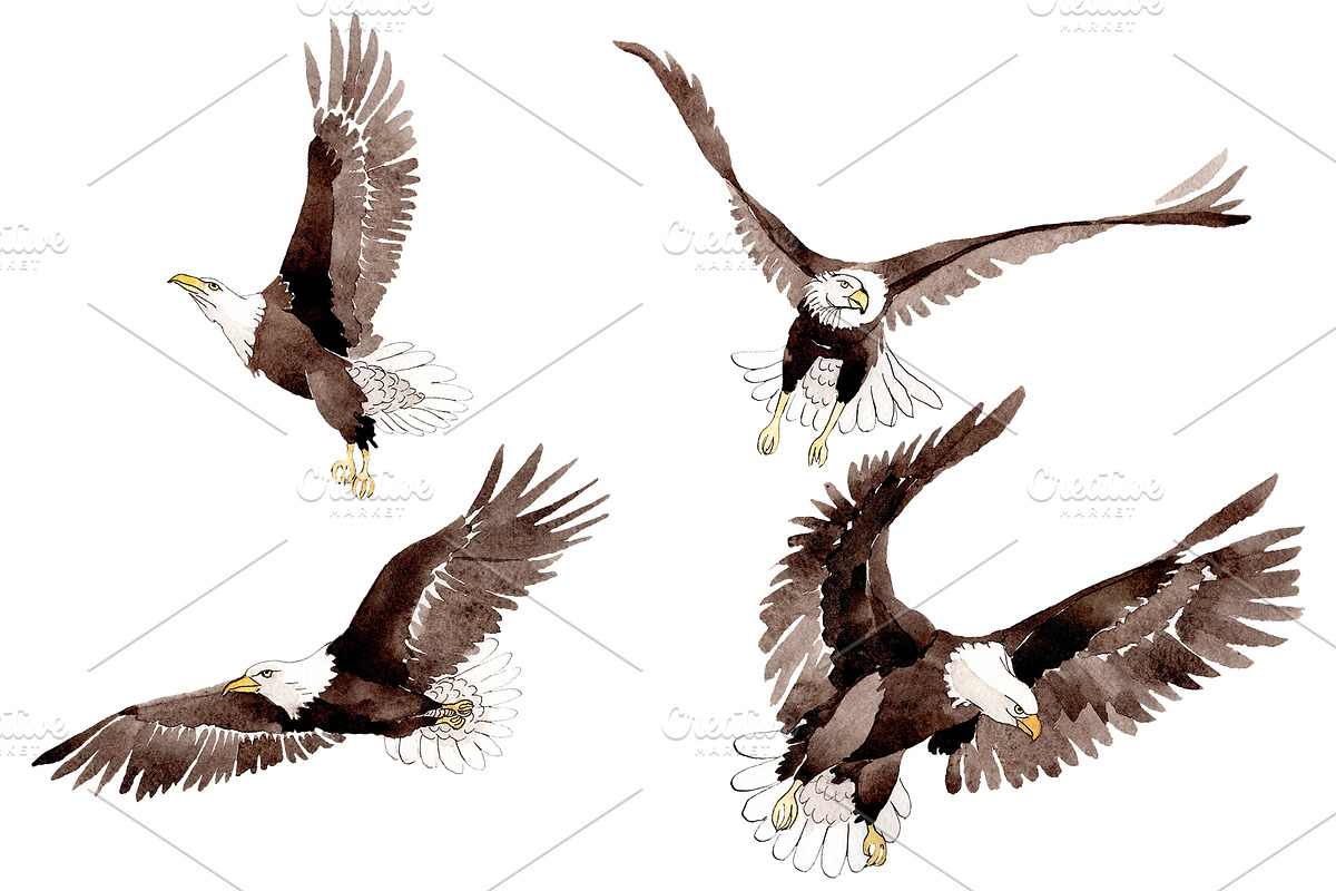 American bald eagle Watercolor png in Illustrations - product preview 8