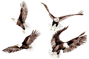 American bald eagle Watercolor png
