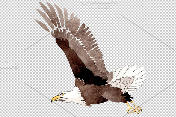 American bald eagle Watercolor png in Illustrations - product preview 1