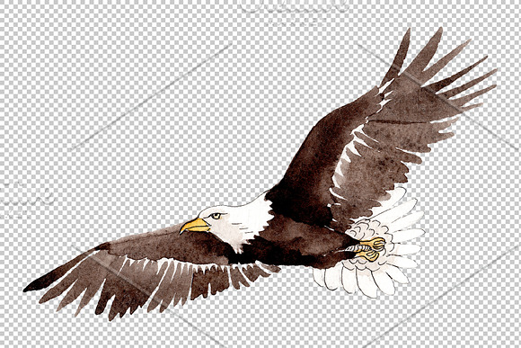 American bald eagle Watercolor png in Illustrations - product preview 2