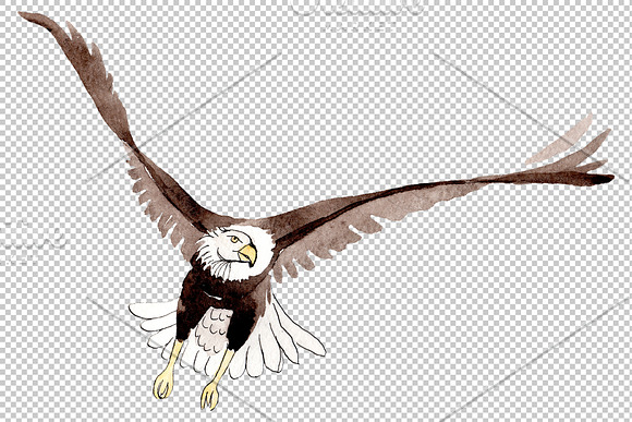 American bald eagle Watercolor png in Illustrations - product preview 3