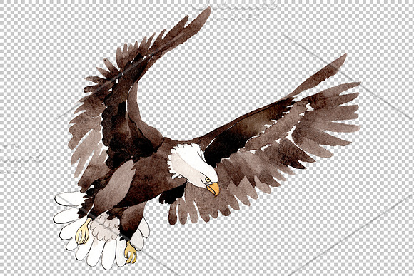 American bald eagle Watercolor png in Illustrations - product preview 4