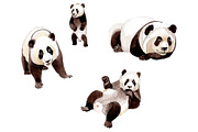 Animal panda watercolor png