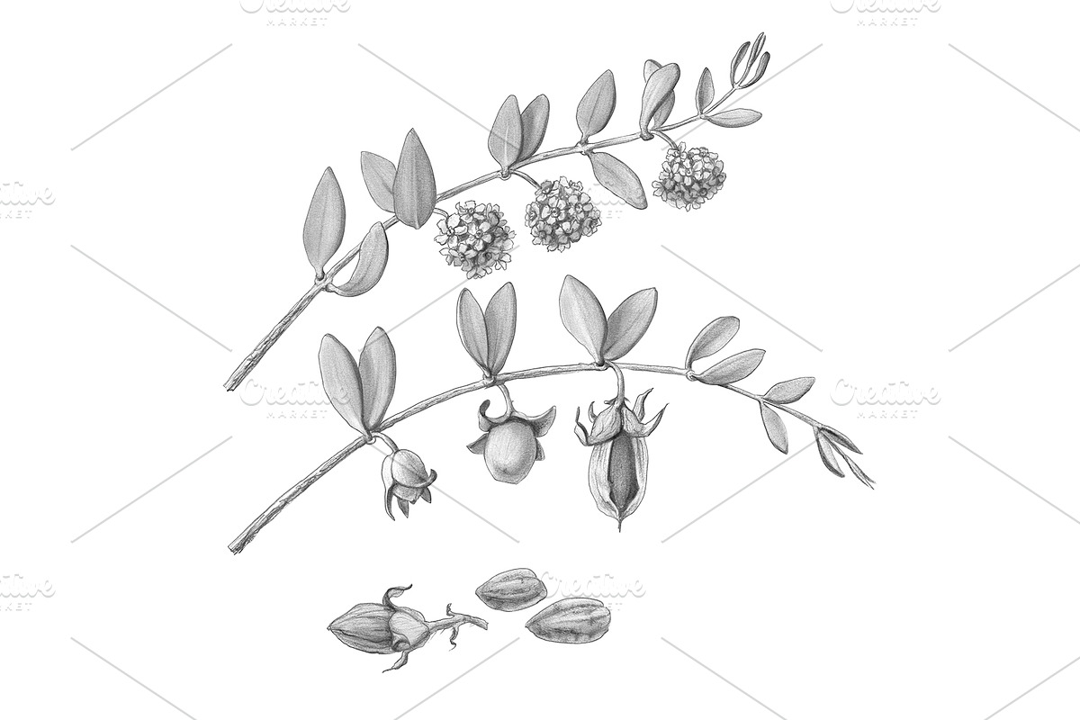 Jojoba Pencil Illustration Isolated in Illustrations - product preview 8