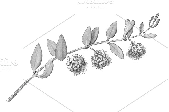 Jojoba Pencil Illustration Isolated in Illustrations - product preview 1