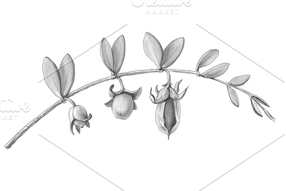 Jojoba Pencil Illustration Isolated in Illustrations - product preview 2