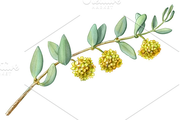 Jojoba Pencil Illustration Isolated in Illustrations - product preview 1