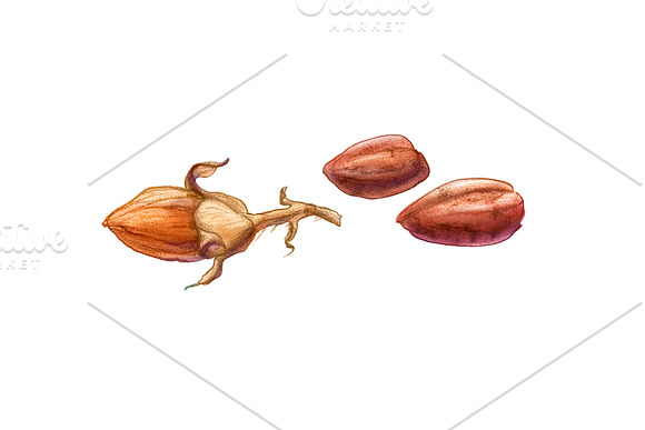 Jojoba Pencil Illustration Isolated in Illustrations - product preview 3