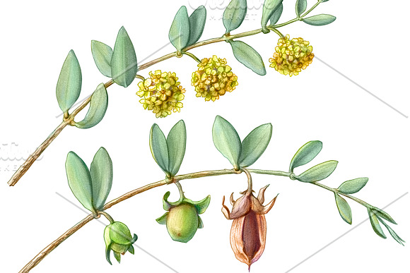 Jojoba Pencil Illustration Isolated in Illustrations - product preview 4
