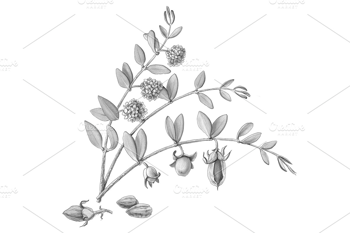Jojoba Pencil Illustration Isolated in Illustrations - product preview 8