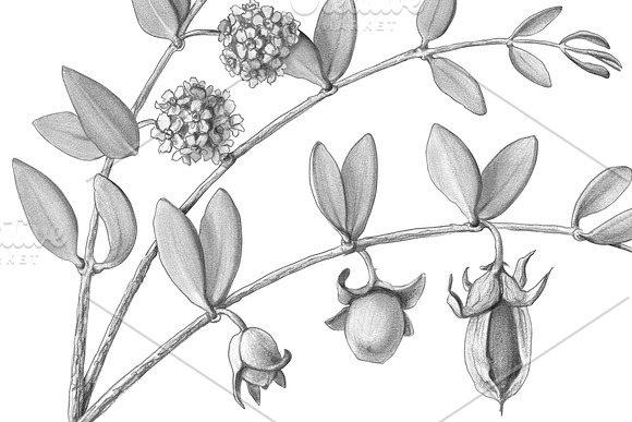 Jojoba Pencil Illustration Isolated in Illustrations - product preview 2