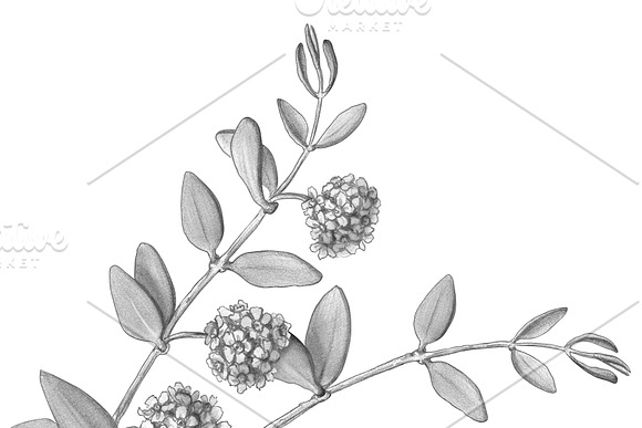 Jojoba Pencil Illustration Isolated in Illustrations - product preview 3