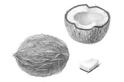 Coconut Pencil Illustration Isolated