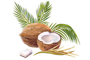 Coconut Pencil Illustration Isolated