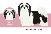 Dog breeds Havanese Dog