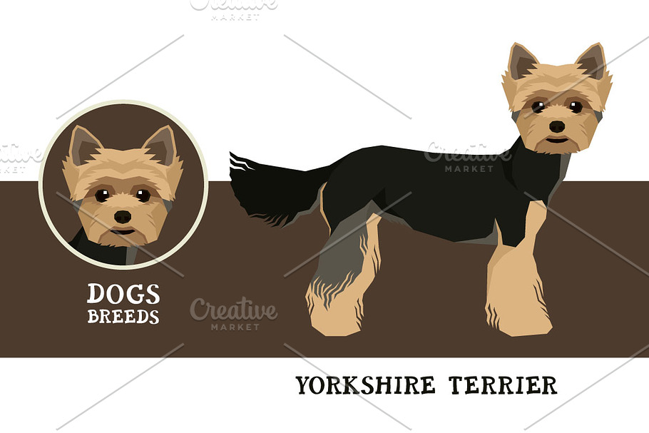 Dog breeds Yorkshire terrier in Illustrations - product preview 8