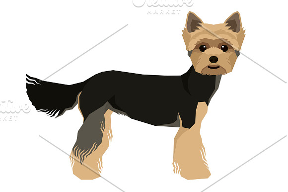 Dog breeds Yorkshire terrier in Illustrations - product preview 1