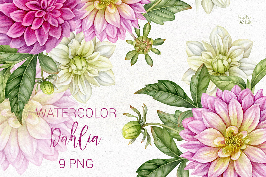 Watercolor dahlia flowers.