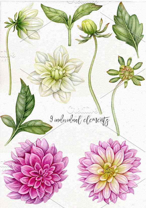 Watercolor dahlia flowers. in Illustrations - product preview 1