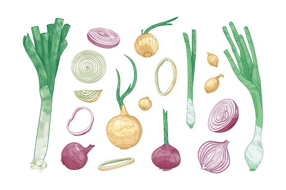 Onion set and seamless in Illustrations - product preview 1