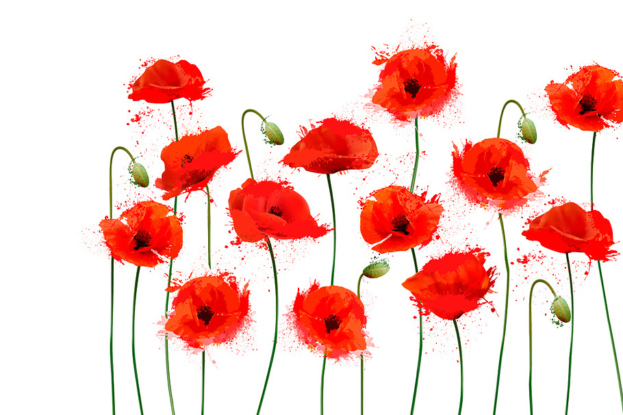 Red Poppy flowers background. Vector