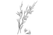 Rooibos Pencil Illustration Isolated