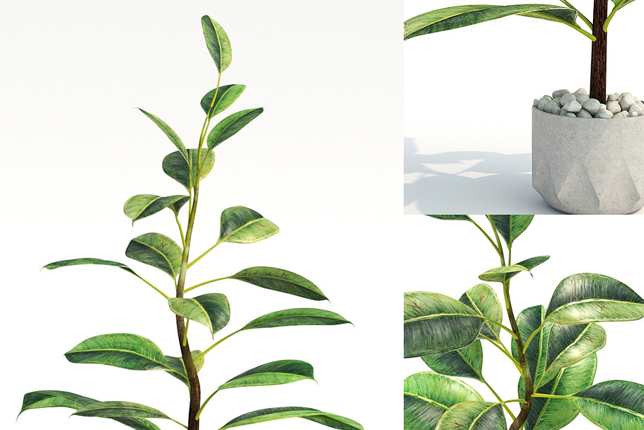 plant825 in Nature - product preview 8