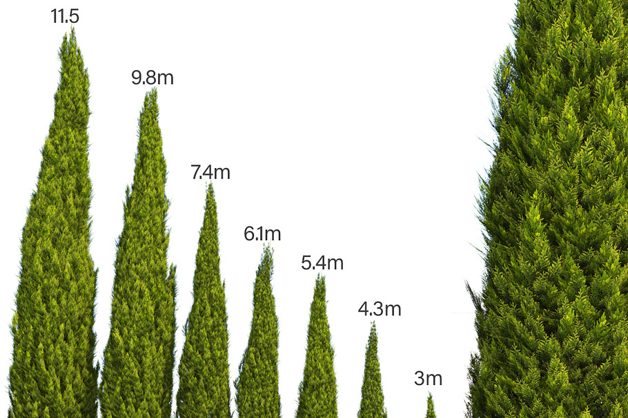 mediterranean cypress in Nature - product preview 8