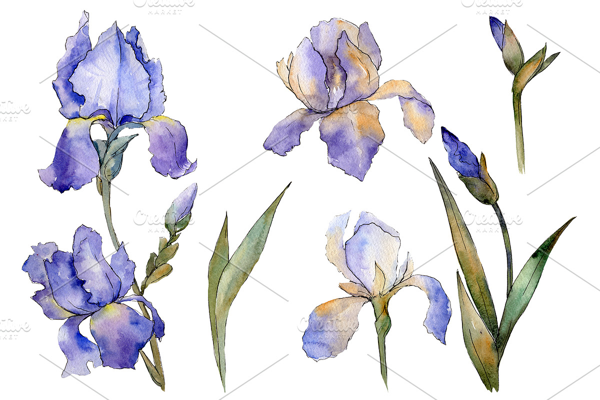 Eurobuket Irises blue watercolor png in Illustrations - product preview 8