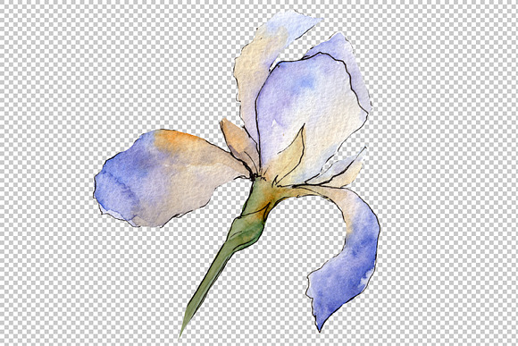 Eurobuket Irises blue watercolor png in Illustrations - product preview 3