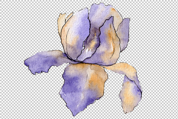 Eurobuket Irises blue watercolor png in Illustrations - product preview 4