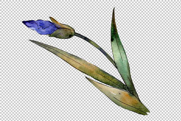 Eurobuket Irises blue watercolor png in Illustrations - product preview 6