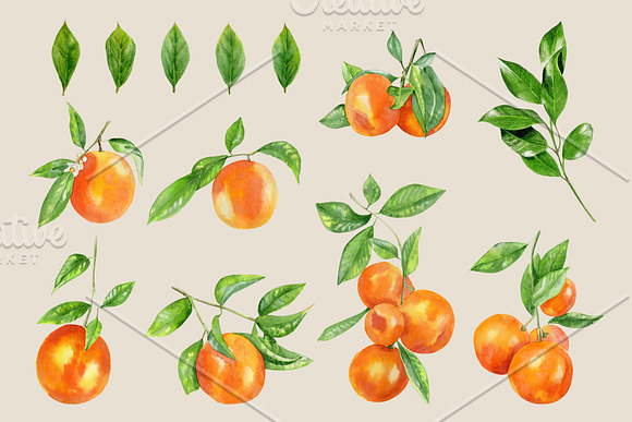 Watercolor orange fruit clipart in Illustrations - product preview 1