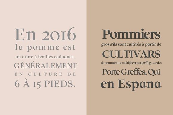 Solomon Serif Font Family in Serif Fonts - product preview 2