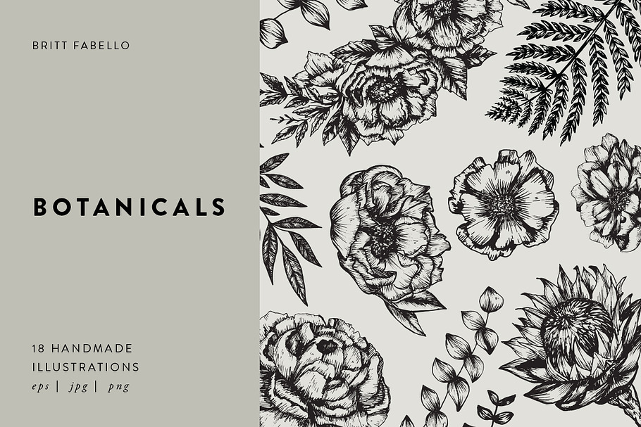 Botanicals / detailed illustrations in Illustrations - product preview 8