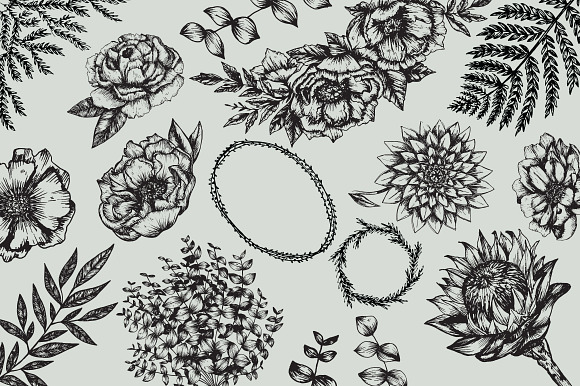 Botanicals / detailed illustrations in Illustrations - product preview 3