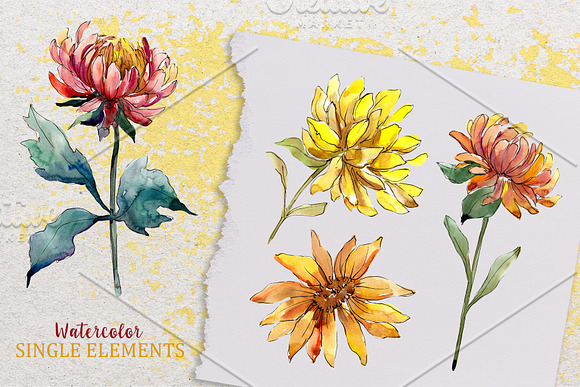 Yellow Watercolor Asters PNG set in Illustrations - product preview 5
