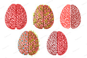 Healthy Smart Human Brain