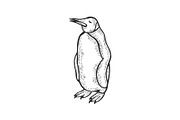 Penguin bird sketch engraving vector