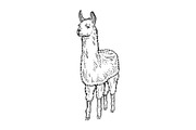Llama animal sketch engraving vector