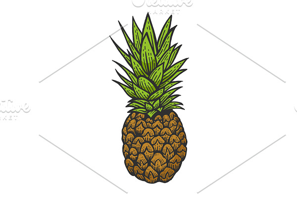 Pineapple color sketch engraving