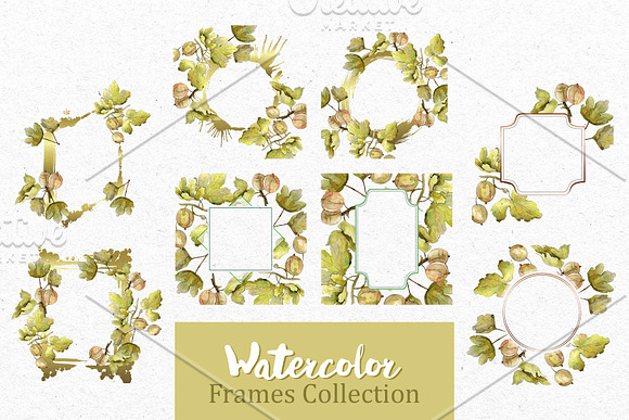 Watercolor Gooseberry PNG collection in Illustrations - product preview 4