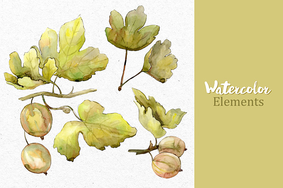 Watercolor Gooseberry PNG collection in Illustrations - product preview 8