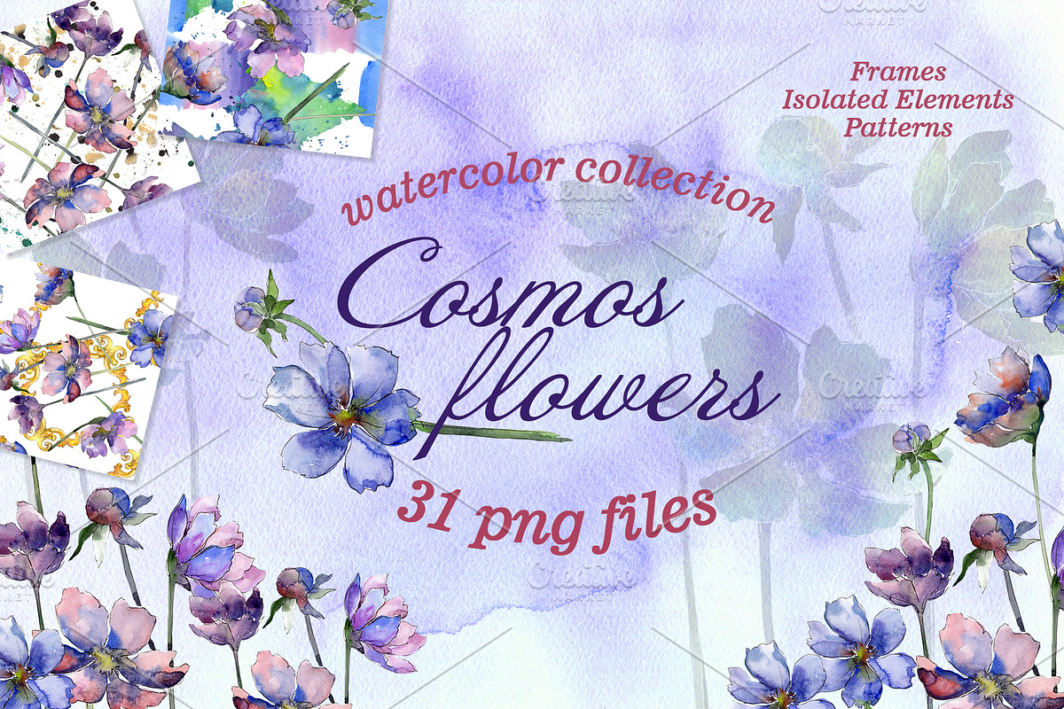 Cosmos flowers Watercolor png in Illustrations - product preview 8