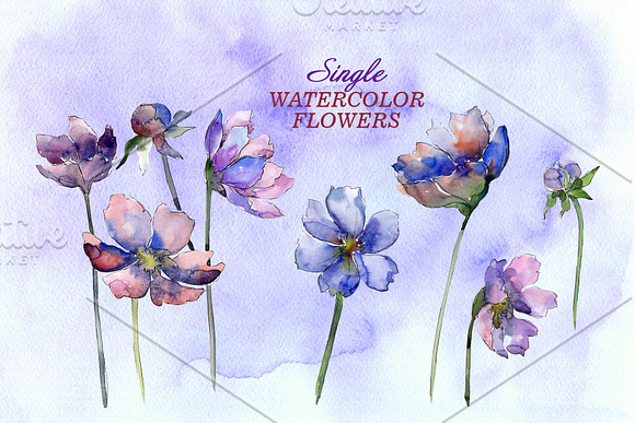 Cosmos flowers Watercolor png in Illustrations - product preview 6